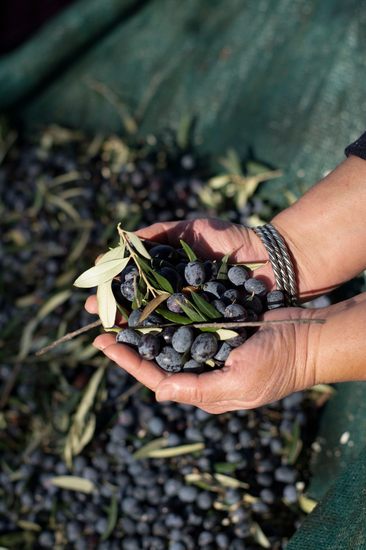 Olives fraîchement récoltées dans des mains